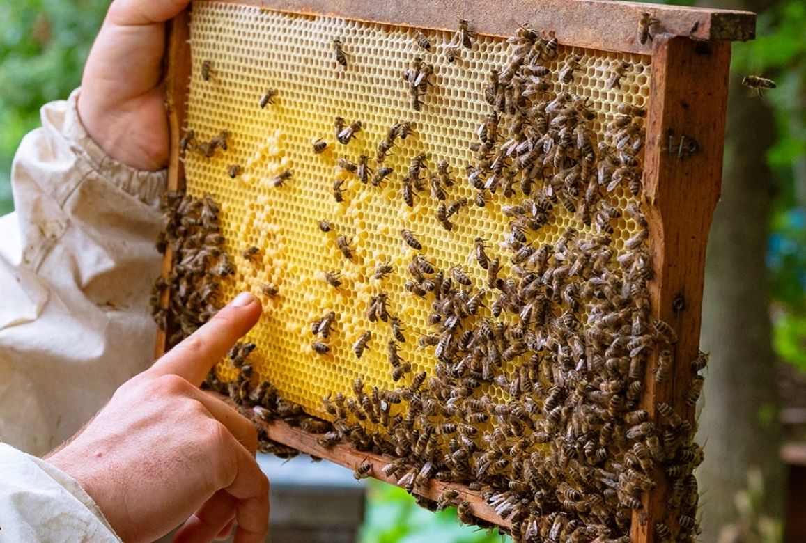 Arışım doğal bal ve arı ürünleri